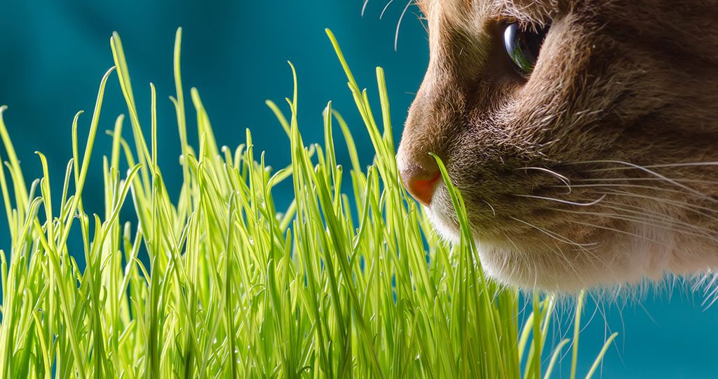 Кошка ест траву на улице – какую и зачем