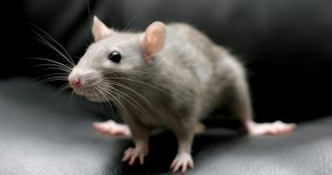 Крыса чешется – почему и что делать