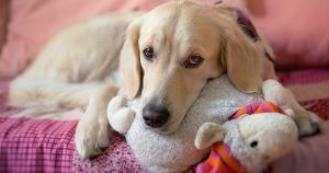 Ложная беременность у собак – причины и лечение