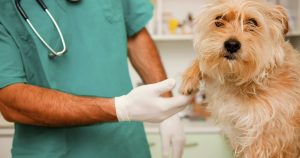Параанальные железы у собак – симптомы и лечение воспаления