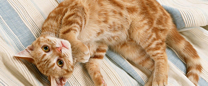 Почему кошки топчут нас лапками