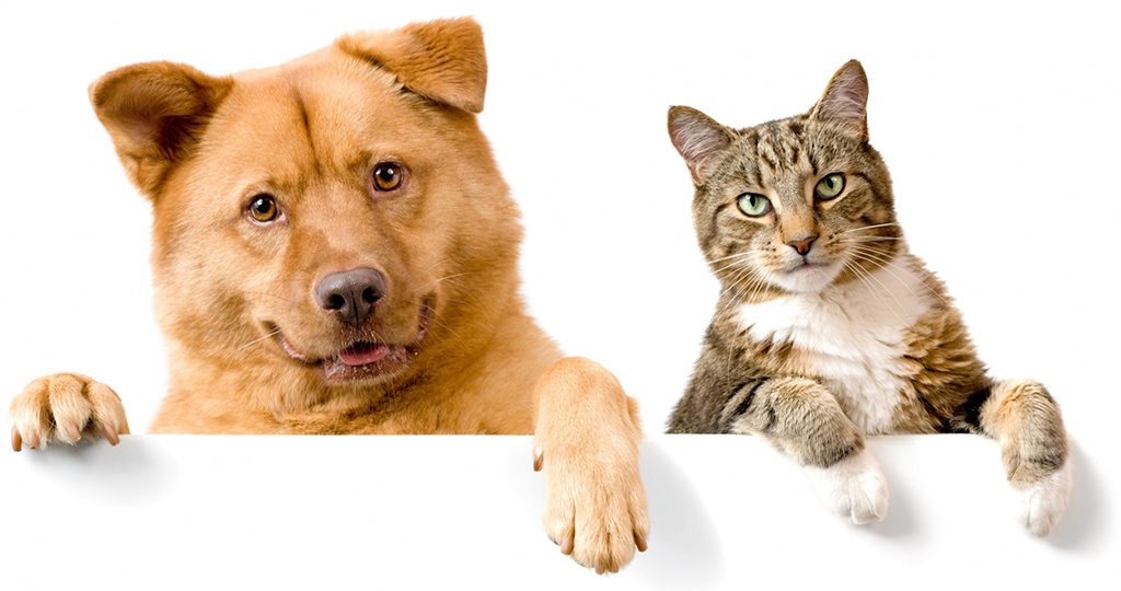 Почему собаки не любят кошек – 6 причин