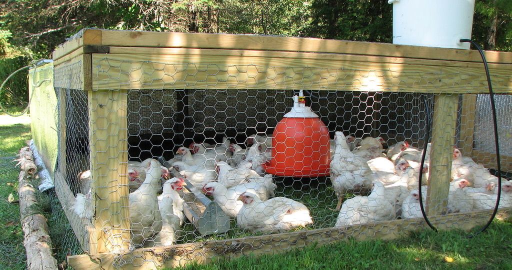 выращивание цыплят-бройлеров