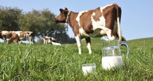 Корова дает мало молока – причины и лечение