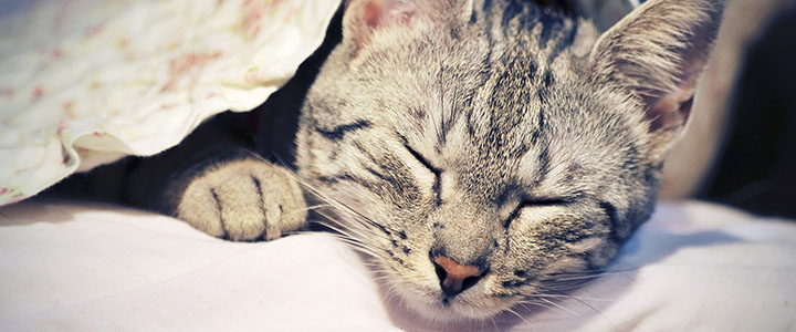 Можно ли котам спать с вами в одной кровати