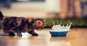 Молоко для котят – виды, польза и влияние заменителей