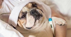 Бронхит у собак – причины и лечение