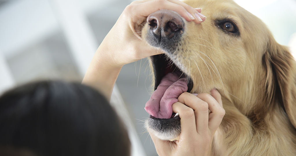 Флюс у собаки – причины и лечение