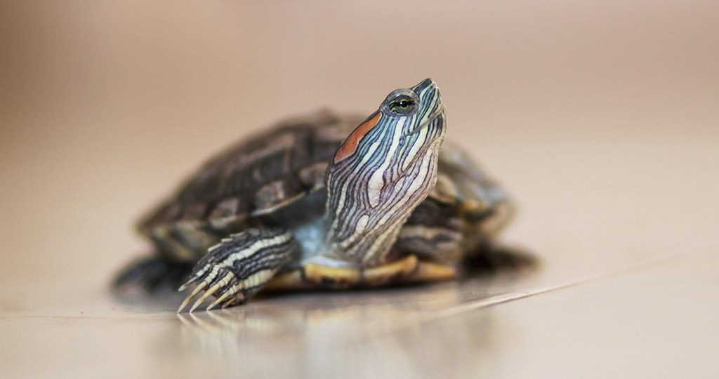 Красноухая черепаха не ест – причины и лечение