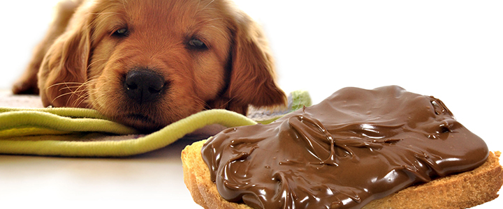 Шоколад для собак 