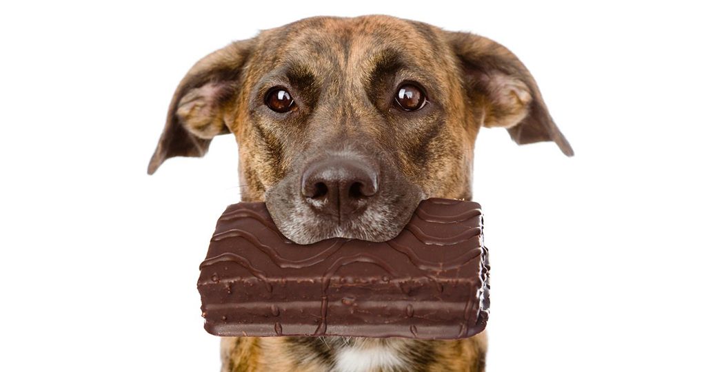 Шоколад для собак – польза или вред
