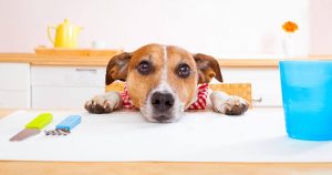 Сливочное масло для собак – можно ли давать и будет ли польза