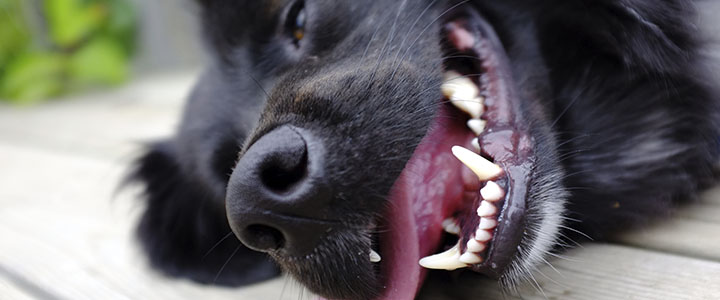 Собака часто дышит с открытым ртом 