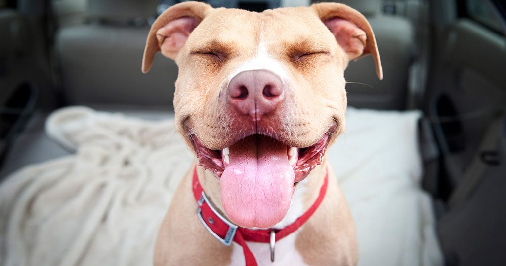 Собака часто дышит с открытым ртом – почему и что делать