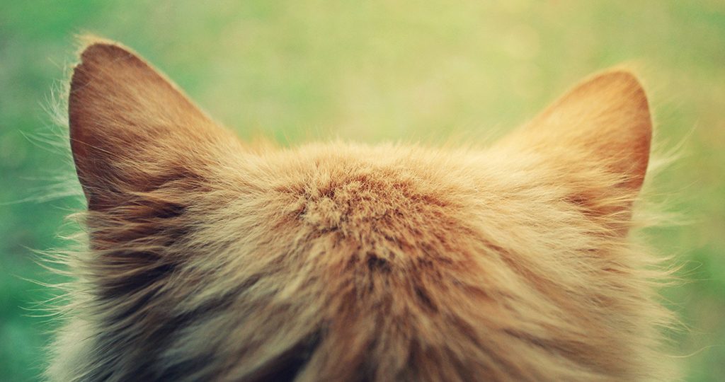У кота горячие уши – причины и что делать