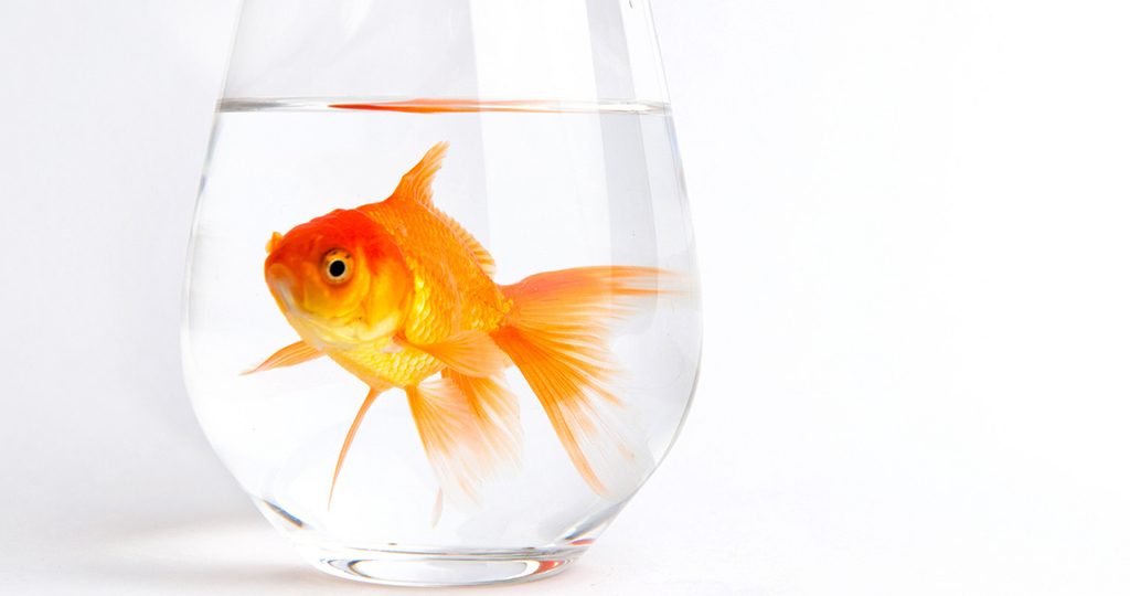 Золотая рыбка побелела – причины и лечение