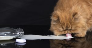 Можно ли кошке молоко – польза и вред