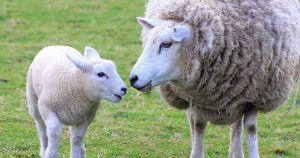 Беременность овцы – сколько длится и как протекает