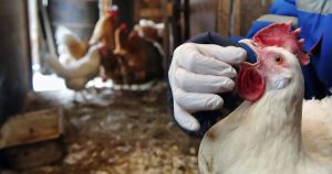 Птичий грипп у кур – признаки, лечение и профилактика