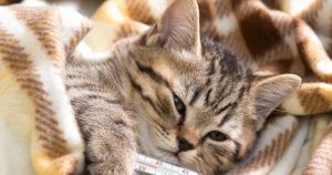 Ринотрахеит у кошек – причины и лечение