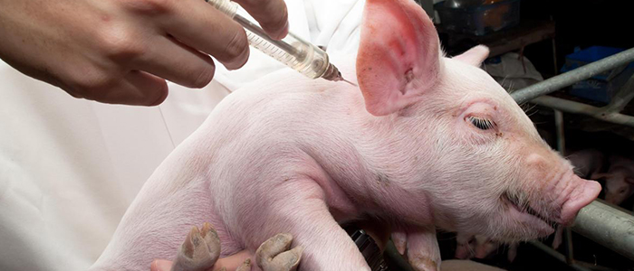 Лечение рожи у свиней