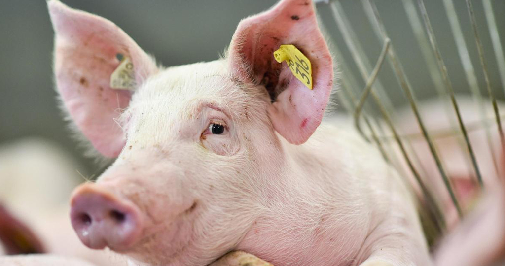 Рожа у свиней – признаки и лечение