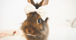 Чем кормить кроликов зимой – разрешенные и запрещенные продукты