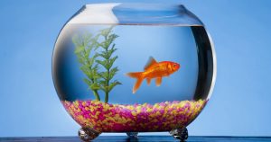 Каких рыбок можно держать в круглом аквариуме