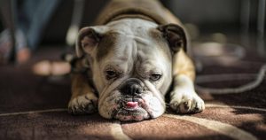 Вялость у собаки – причины и лечение