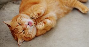 3 распространенные болезни кастрированных котов