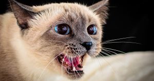 Кошка шипит – почему и что делать
