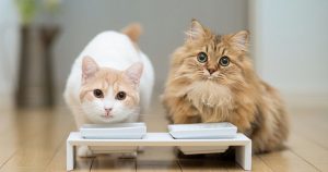 Кефир для кошек – польза и вред