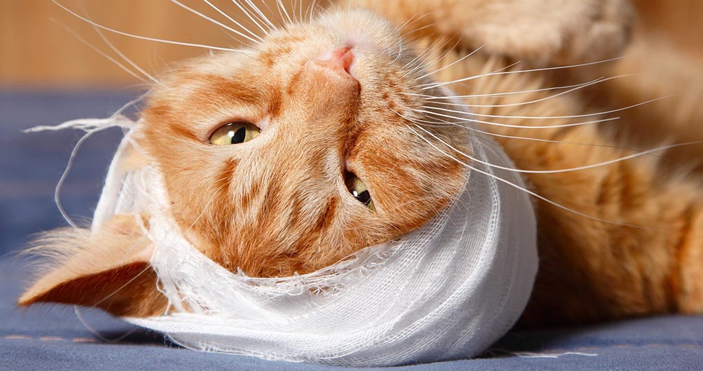 Шишка у кота на шее – как вылечить и почему не нужно паниковать