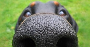 Собака шмыгает носом – причины и лечение