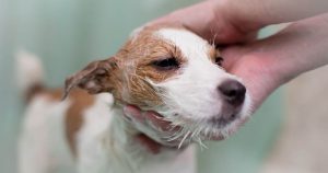 Грибок у собак – признаки и лечение