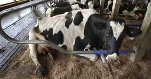 Кисты яичников у коров – виды, признаки и лечение