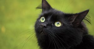 Активированный уголь для котов – вред или спасение
