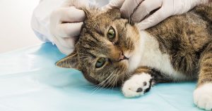 Отит у кошек – причины, признаки и лечение
