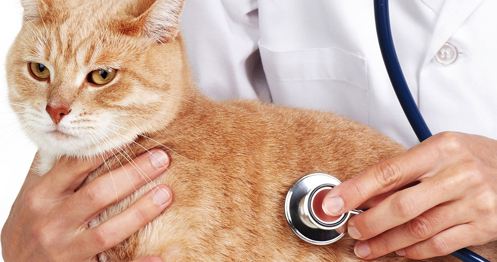 Лейкемия у кошек – причины и лечение