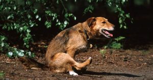 Лямблии у собак – причины и лечение