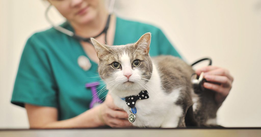 Триадит у кошек – причины, признаки и лечение