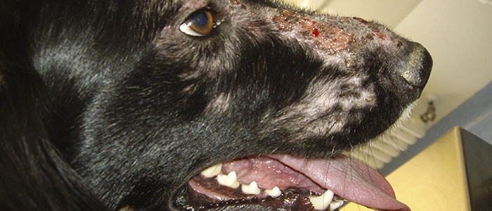 Симптомы и причины лейшманиоза у собак